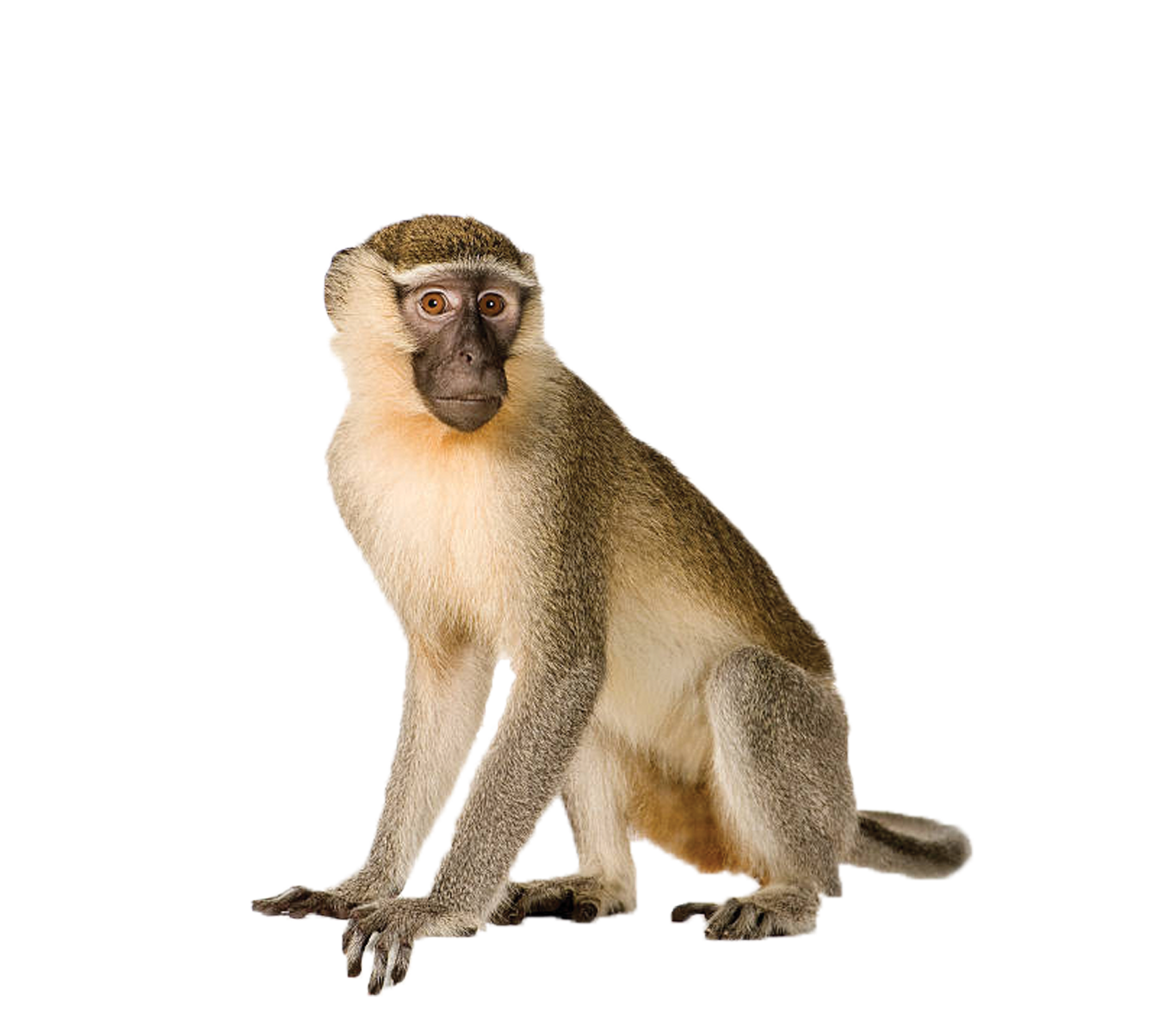 capuchin suriname