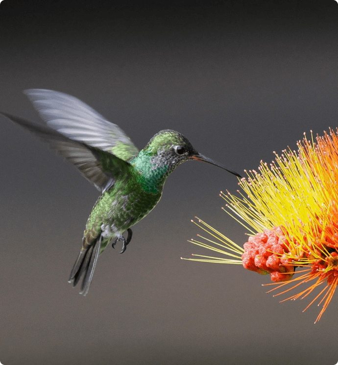 surinaamse vogels